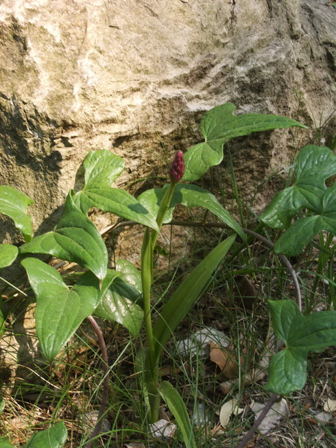 Monte Brione Basso Sarca